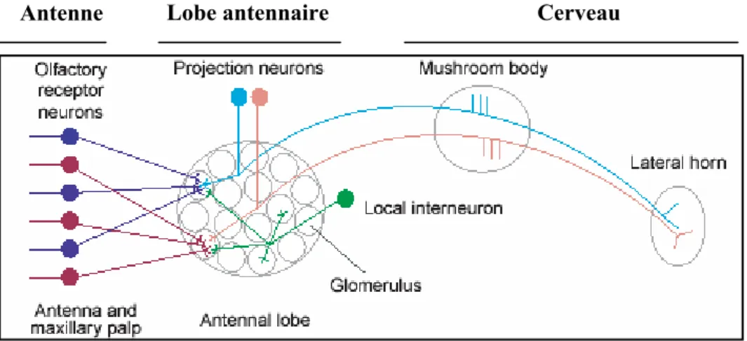 Figure 9. Organisation du système olfactif de la drosophile. (D après [55]). L activation des NRO par  les molécules odorantes induit une dépolarisation membranaire et génère des potentiels d action au  niveau de l axone des NRO
