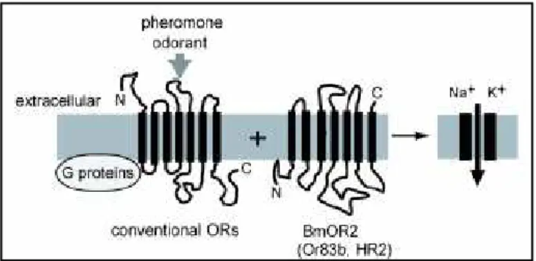 Figure 13. Représentation d un récepteur olfactif (RO) conventionnel à 7 domaines  transmembranaires couplé à une protéine G (RCPG) ancré dans la membrane dendritique d un NRO