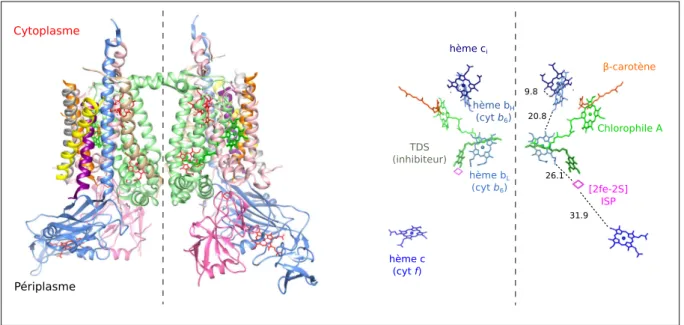 Figure I.10 – Structure et organisation des cofacteurs au sein du complexe cytochrome b 6 f.