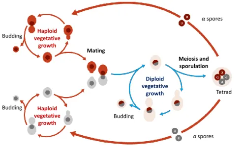 Figure 6: The haploid diploid life cycle of Sacharomyces cerevisiae