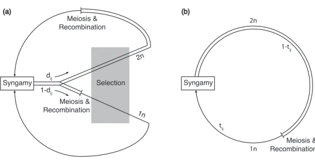 Figure 1.1: Model (a) polymorphic model and (b) alternation of generation model. Single lines represent haploid phases and doubled lines indicate diploid phases