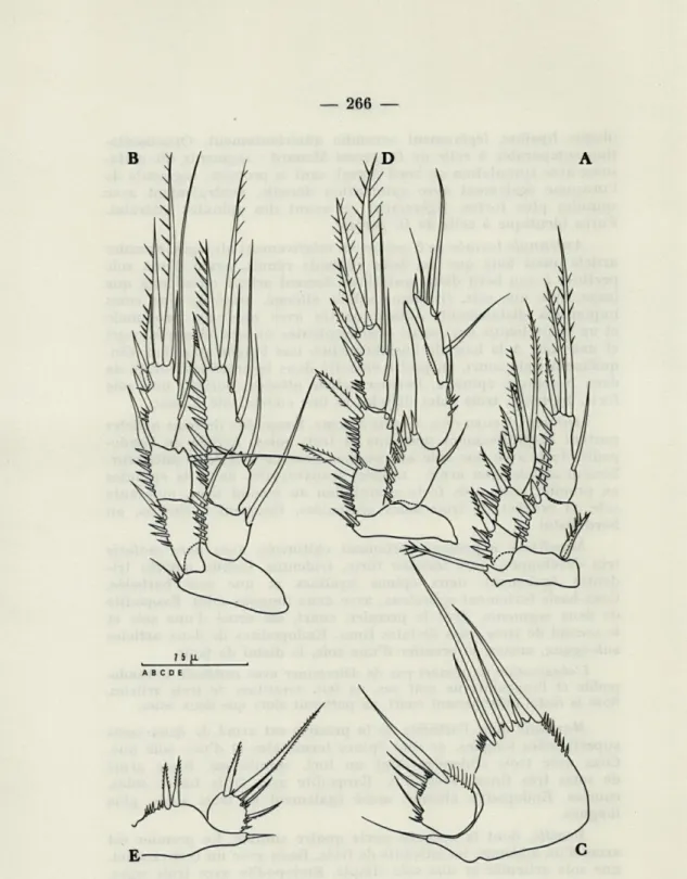 FIG .  2.  —  Danielssenia  paraperezi  n.  sp.  A,  PI;  B,  P4;  G,  P5  femelle;  D,  P2  mâle;  E,  P5  mâle