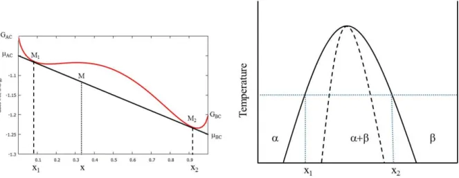 FIG. 2: Left panel: Composition dependence of the Gibbs free energy of a strongly non-ideal regular SS at fixed temperature T (A 0 /RT = +2.8)