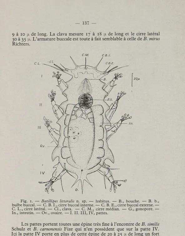 Fig.  1.   —  Batillipes  littoralis   n.  sp.  —  habitus.  —  B.,  bouche.  —  B.  b.,  bulbe buccal