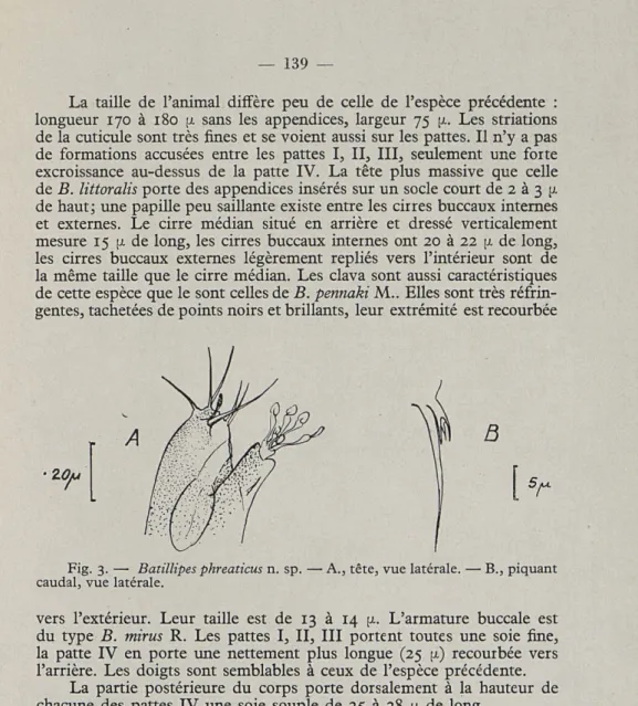 Fig.  3.  —  Batillipes phreaticus n.  sp.  — A., tête, vue latérale.  — B., piquant  caudal, vue latérale