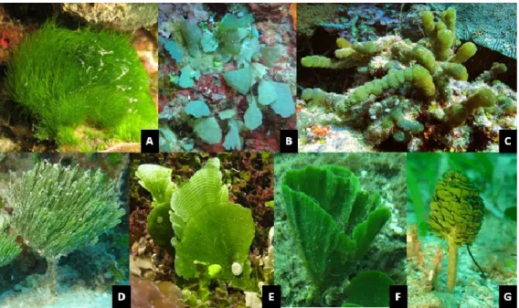 Figure 4 : Diversité morphologique au sein des Udoteaceae. A : Chlorodesmis ; B : Rhipidosiphon ; C : Tydemania ;  D : Penicillus ; E et F : Udotea ; G : Rhipocephalus