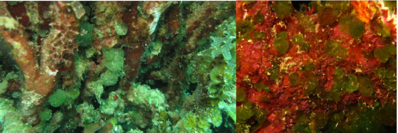 Figure 8: Habitats à Rhipiliopsis observés dans les anfractuosités coralliennes. Photo : Claude Payri 