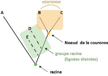 Figure 10 : Représentation graphique des groupes nommés « racine » et « couronne » et des noeuds associés