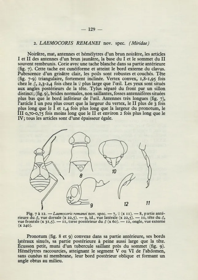 Fig.  7  à  12.   —  Laemocoris  remanei nov.  spec.  — 7,  ?  (x  n).  —  8, pirtie anté- anté-rieure  du  (?,  vue  dorsale  (x  22,5)