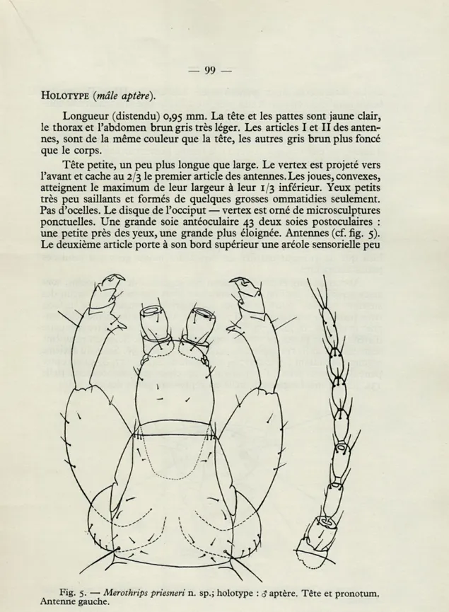 Fig.  5.   —   Merothrips priesneri  n.  sp.;  holotype  :  $ aptère.  Tête  et  pronotum