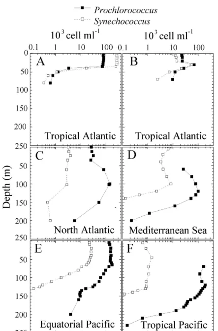 Fig. I.5 Distributions verticales typiques de Prochlorococcus et Synechococcus. A-B. maximum dans la couche de surface