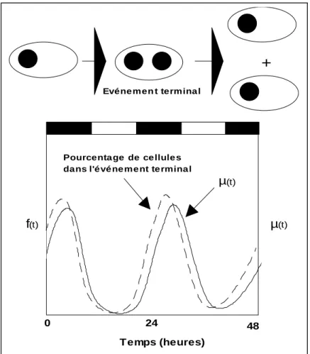 Fig. I.9 Schéma résumant la méthode d’estimation du taux de croissance basée sur le cycle cellulaire