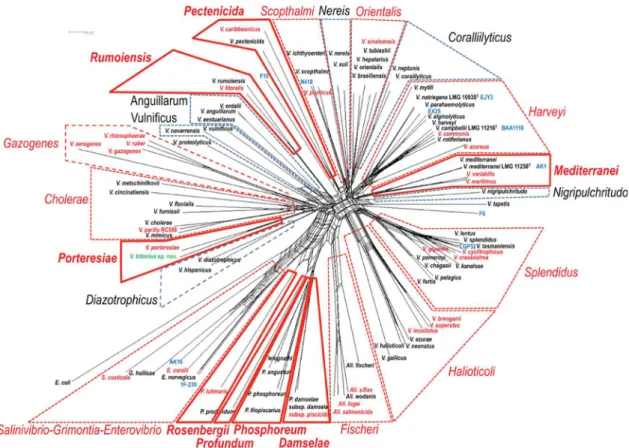 Figure 2 : Arbre phylogénétique basé sur l’analyse en MLSA de 8 gènes de ménage concaténés (ftsZ, gapA, gyrB, mreB, pyrH,  recA, rpoA, et topA) (Sawabe et al., 2013)