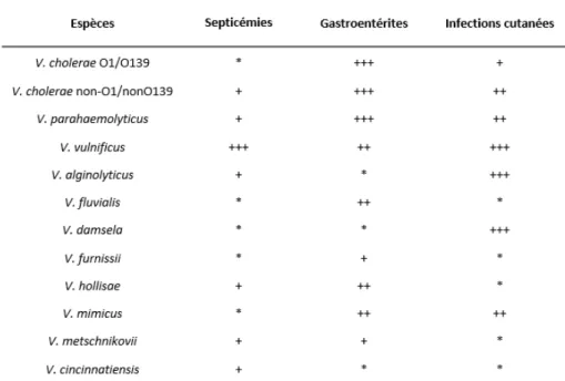 Tableau 1 : Espèces de Vibrio pathogènes de l’Homme et les pathologies associées (West, 1989).