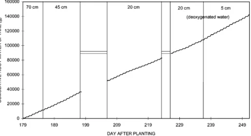 Fig. 7. Cumulative RWU during the experiment and corresponding depths to water-table: the horizontal parallel lines indicate missing data.