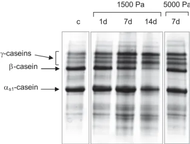 Fig.  1  gives  an  overall  view  of  casein  degradation  with  time  during  osmotic  stress  experiments at osmotic pressures below 5000 Pa