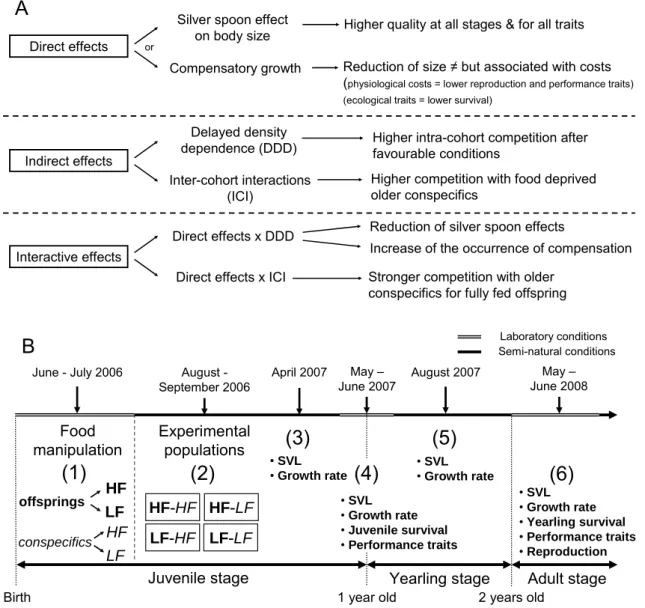 Figure 1. Predicted effects of food deprivation early in life on life history trajectories in the  common lizard (A) and schematic representation of our experimental design (B)