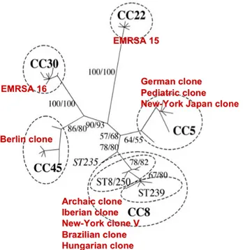 Figure 4. Principaux SARM  hospitaliers pandémiques à  l’échelle mondiale appartenant à  cinq complexes clonaux 