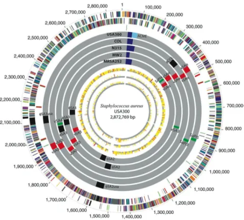 Figure  8.  Représentation  circulaire  du  chromosome  de  la  souche  FPR3757  appartenant  au  clone  USA300 avec détail concernant les éléments génétiques mobiles, comparés à ceux des souches COL  (clone Archaïque), N315 (clone New/York/Japon), MW2 (cl