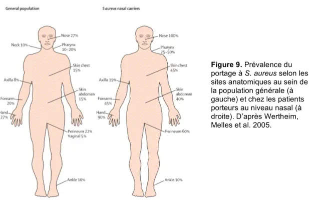 Figure 9. Prévalence du  portage à S. aureus selon les  sites anatomiques au sein de  la population générale (à  gauche) et chez les patients  porteurs au niveau nasal (à  droite)