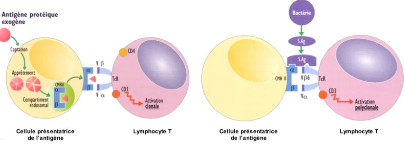 Figure  23.  Activation  lymphocytaire  en  présence  d’un  peptide  antigénique  (à  gauche,  après  internalisation  de  l’antigène,  dégradation  et  présentation  au  récepteur  T  des  lymphocytes  T  par  le  CMH  II  entraînant  une  activation  clo