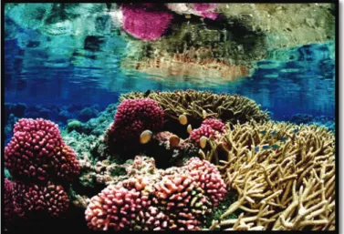 Figure  2.  Récif corallien à Palmyra Atoll   Source : Jim Maragos/U.S. Fish and Wildlife Services 