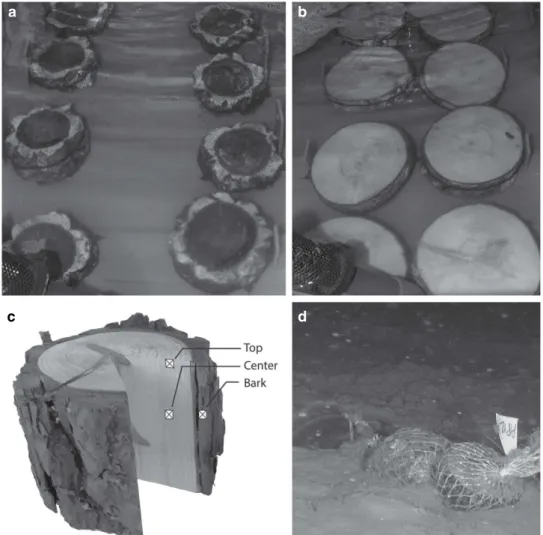 Figure 1 Experimental design with eight pieces of oak (a) and eight pieces of pine (b) wood incubated in the dark in aquaria filled with natural seawater thermostated at 13 °C