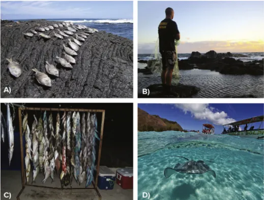 Fig. 2. A) Convict tangs (Acanthurus triostegus; Hawaiian name: manini) drying on lava rock on Hawaii Island, Hawaii ((c) Conservation International, S