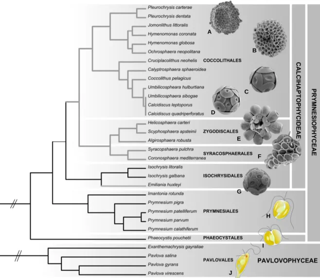Figure 9. Phylogénie actuelle des Haptophytes inférée à partir de séquences ribosomiques (d‘après de Vargas et  al
