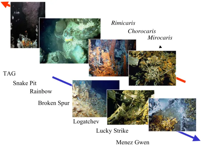 Figure I-7 : Cline des communautés animales des sources hydrothermales de la ride médio- médio-Atlantique
