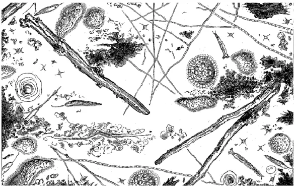Figure 3 : L’eau de la Seine au-dessous du débouché de l’égout collecteur d’Asnières,  observée au microscope et dessinée par Gérardin pour Louis Figuier (Figuier, 1877, p