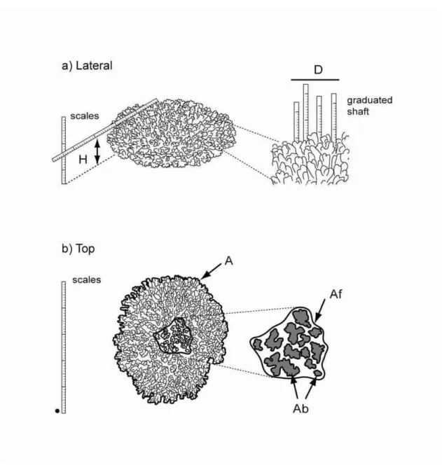 Figure  1:  Lateral  (a)  and  top  (b)  views  of  an  Acropora  tabular  colony  with  the  graduated  scales  and  measurements performed in the field (H and D) and by image analysis (A, Af, and Ab)