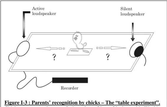 Figure I-3 : Parents’ recognition by chicks – The “table experiment”. 
