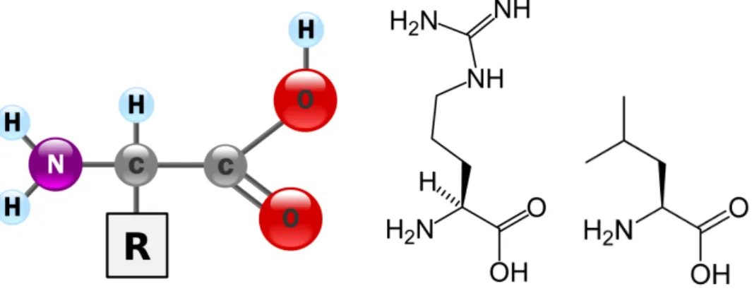 Figure 2.2 – À gauche, architecture d’un acide aminé. À droite, deux exemples d’acides aminés : l’arginine (noté R) et la leucine (noté L) - tiré de [59].