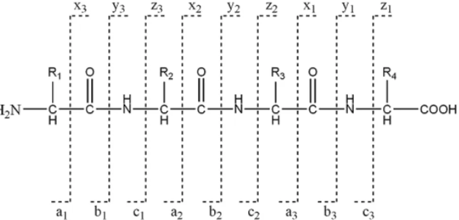 Figure 2.7 – Entre 2 acides aminés, il y a 3 lieux de fragmentation possibles, référencés respectivement par ax, by et cz, donnant un fragment de type a  (respecti-vement b ou c) appareillé avec un fragment de type z (respectivement y ou x)