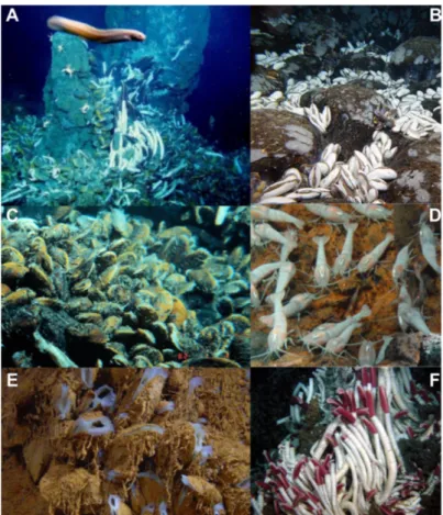 FIG. 1.5 – Exemples de faunes des sources hydrothermales. A , Massif de sulfures colonisé par des vers géants, des modioles et des crabes hydrothermaux, EPR, IFREMER