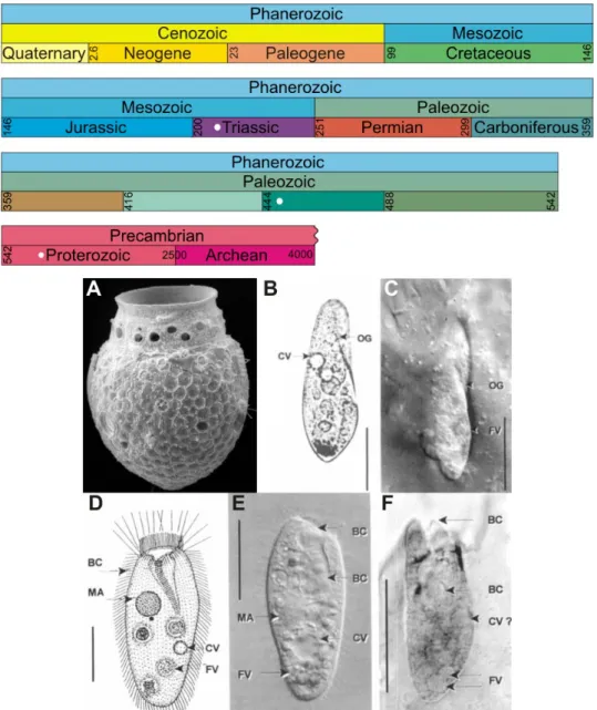 FIG. 2.1 – Echelle géologique (d’après the International Stratigraphic Chart, http://www.