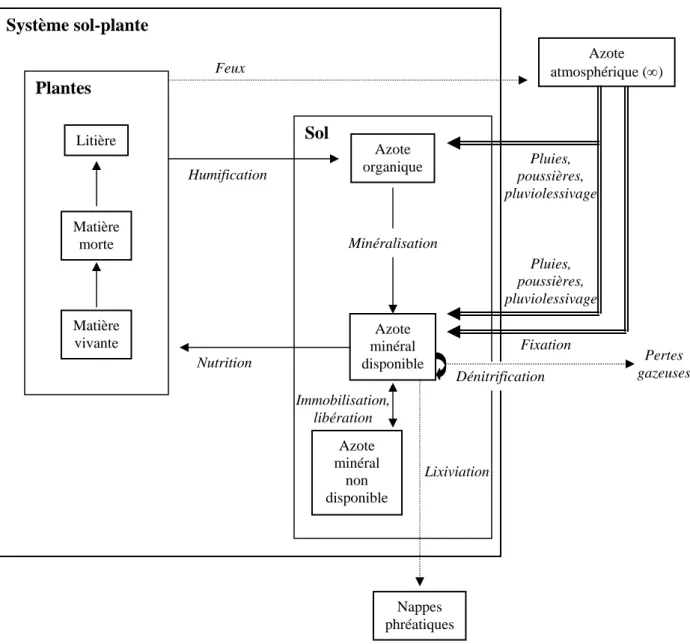 Figure II.12: Schématisation du cycle de l’azote à Lamto (d’après Abbadie, 1990). Les flèches doublées Azote atmosphérique (∞) Nappes phréatiques Sol Plantes Azote organique Azote minéral disponible Système sol-plante Lixiviation Pluies, poussières, pluvio