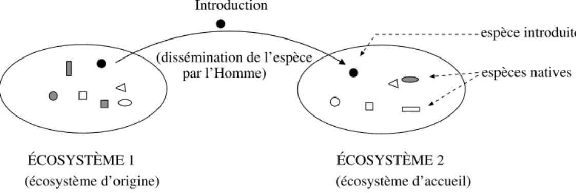 Figure 10 : Introduction d’une espèce dans un nouvel écosystème