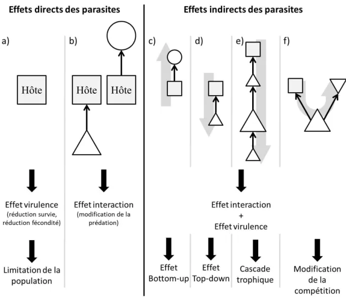 Figure 2. Les effets directs et indirects du parasitisme. a) les effets sur l’hôte et implications sur la dynamique de  sa population ; b) les effets sur l’interactions proie-prédateur que l’hôte soit un prédateur (gauche) ou une proie  (droite) ;  c-f)  e