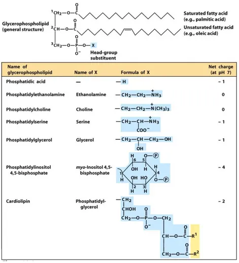Figure 8 : Structure des glycérophospholipides(D’après Nelson et Cox, 2010).  