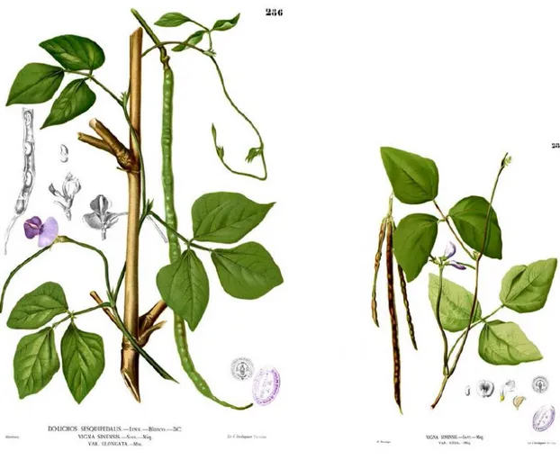 Figure 10 : Planches Botaniques représentant Vigna unguiculata (L.) Walp, antérieurement appelée Vigna sinensis