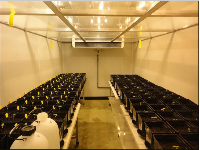 Figure  11  :  Chambre  de  germination  où  les  plantes  ont  été  cultivées  pendant  deux  semaines  dans  des  conditions  contrôlées  de  luminosité  (250  μmol.m -2 .s -1   au  niveau  des  plantes  pendant  14  heures),  température (25/20 °C jour/