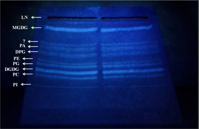 Figure  13 :  Les  différentes  classes  de  lipides  visualisées  sous  lumière  UV  après  pulvérisation  de  primuline  sur  la  plaque  de  CCM