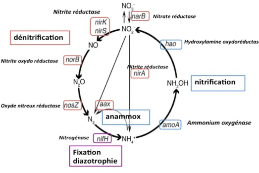 Figure 1-4 : Cycle microbien de l'N et gènes impliqués. Nitrite réductase (nirK et nirS), nitrite oxydoréductase  (norB),  oxyde-nitreux  réductase  (nosZ),  nitrogénase  (nifH),  ammonium  oxygénase  (amoA  (amoA-AOA  pour  archées  et  amoA-AOB  pour  ba
