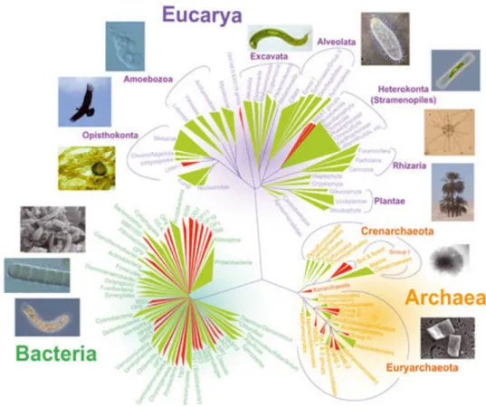Figure 1-5: L’arbre du vivant, reflétant la diversité des trois domaines d’organismes cellulaires, les archées,  les  bactéries  et  les  eucaryotes