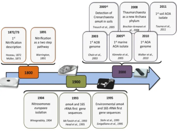 Figure 1-6 : Chronologie historique des découvertes importantes concernant la nitrification autotrophe