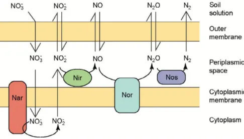 Figure 1-9 : Processus de dénitrification chez les bactéries gram négatif (d’après Robertson &amp; Groffman,  2015)