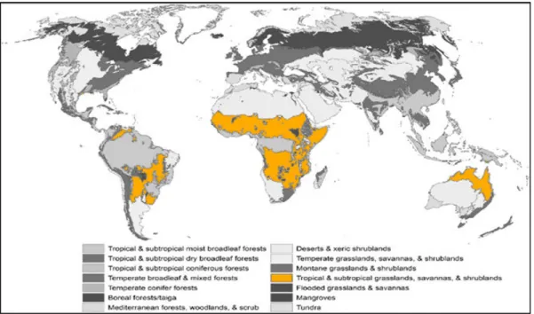 Figure 1-10 : Répartition des savanes dans le monde (réadapté d'après Trimble &amp; van Aarde, 2012)