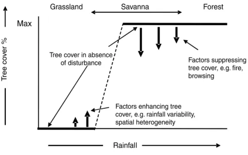 Figure  1-12:  Les  ratios  arbres-poacées  prévus  dans  les  gradients  de  pluie  selon  les  différents  modèles  de  goulot d'étranglement démographique